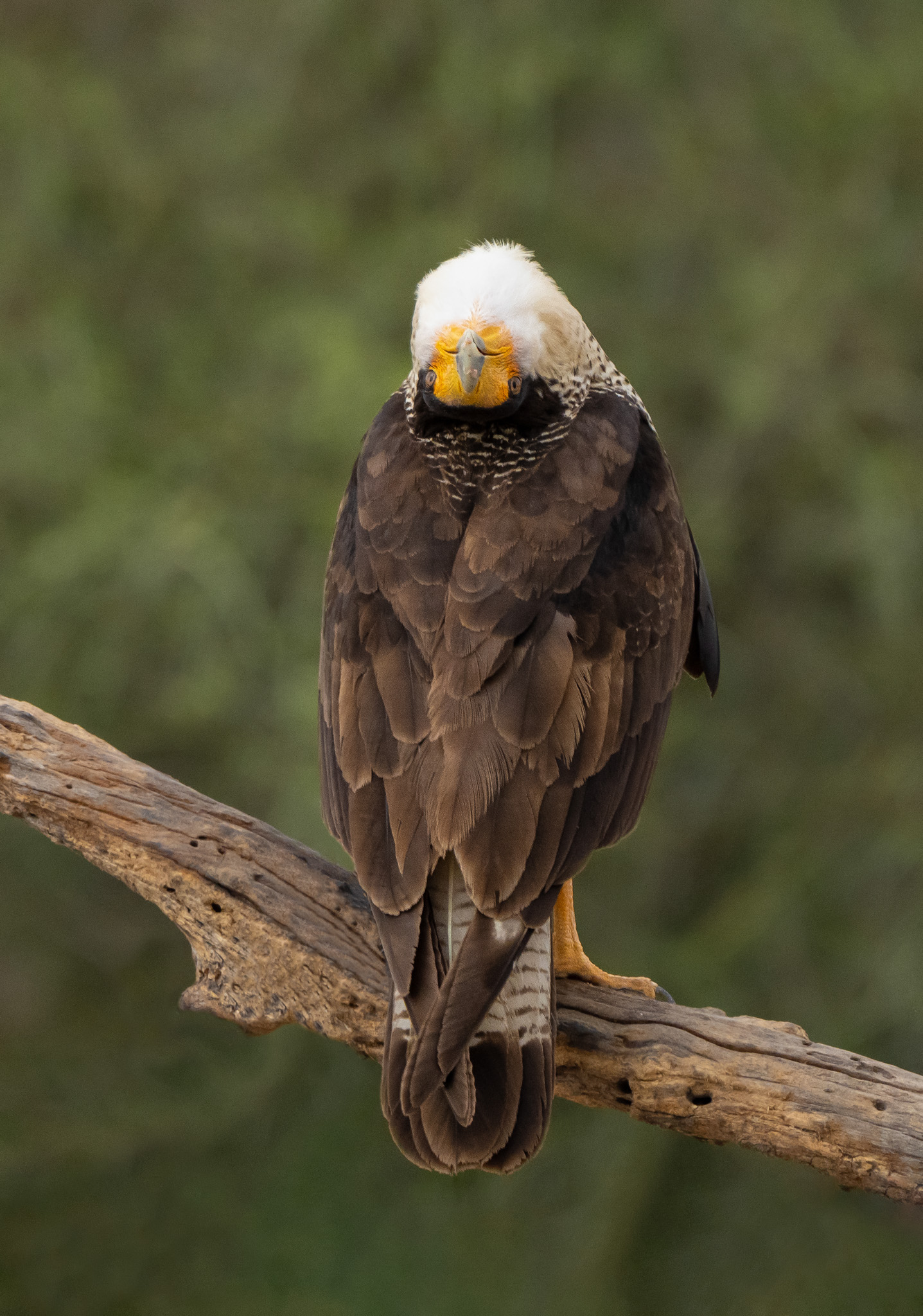 'Northern Crested Caracara Display' by Ann Gillis.