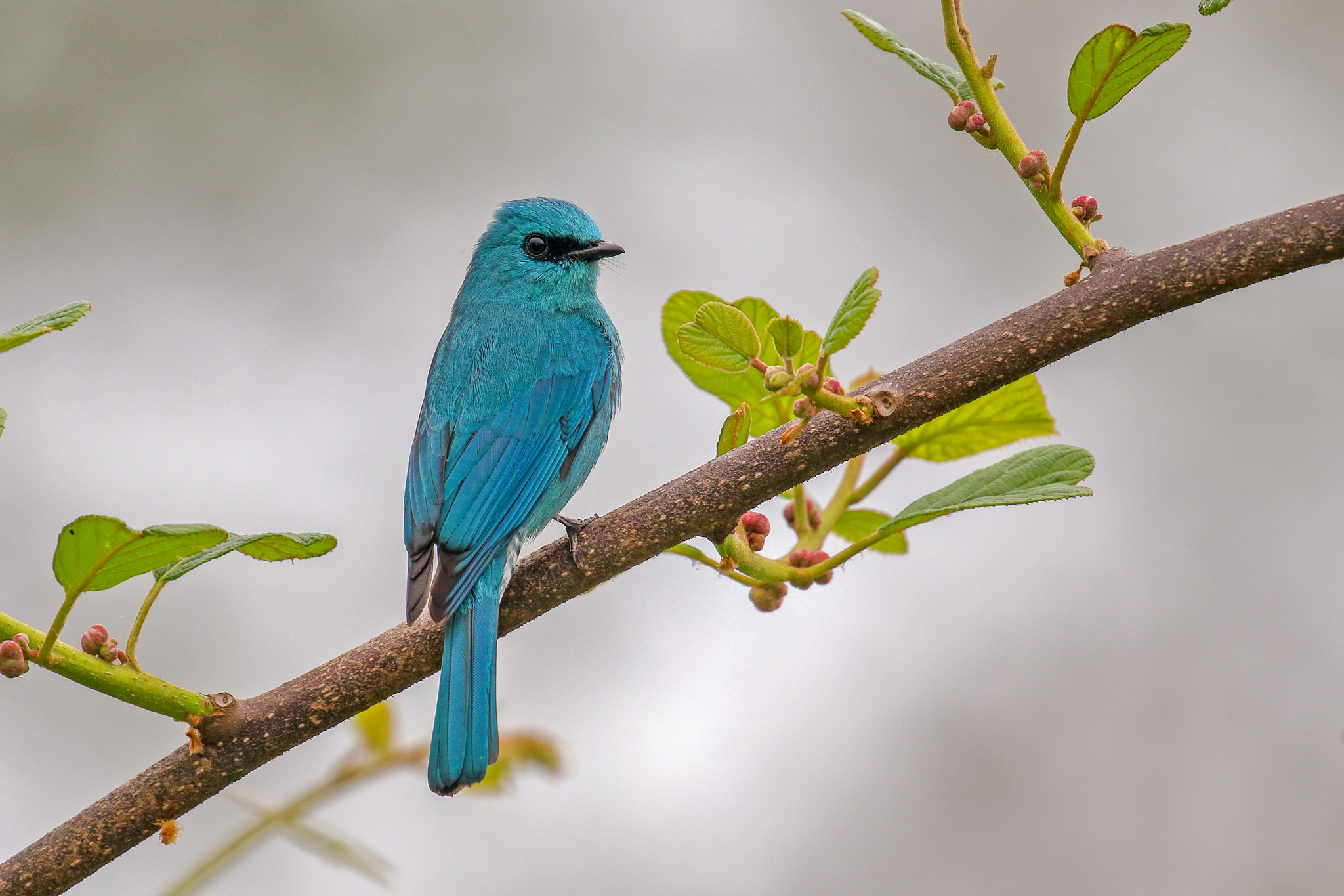 'Verditer Flycatcher' by Arko Saha.