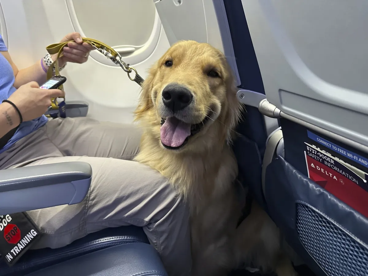A puppy sits on an airplane during a training exercise held at Detroit Metropolitan Airport in Romulus, Mich., on Sept. 19, 2023. (Mike Householder/AP Photo)