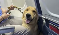 Puppies Training to Be Future Assistance Dogs Earn Their Wings at Detroit-Area Airport