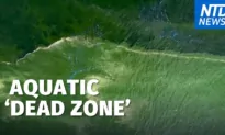 Extreme Plankton Bloom Creates ‘Dead Zone’ Off Thailand