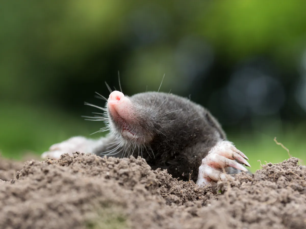 Laying a trap in an active tunnel may be the best way to catch a mole. 