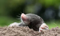 How to Safely Get Rid of Moles