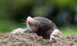How to Safely Get Rid of Moles