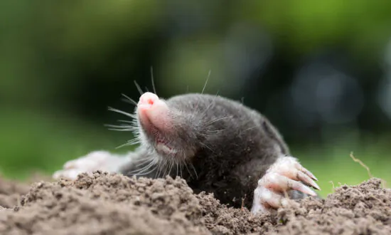 How to Safely Get Rid of Moles
