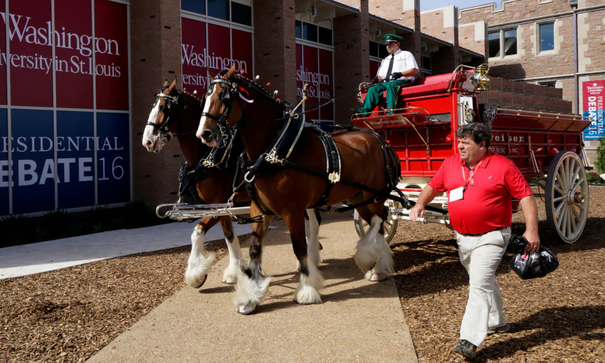 The Budweiser brewing company Clydesdale horses arrive for the second 2016 U.S. presidential debate at Washington University in St. Louis, Miss., on Oct. 7, 2016. (Rick Wilking/Reuters)