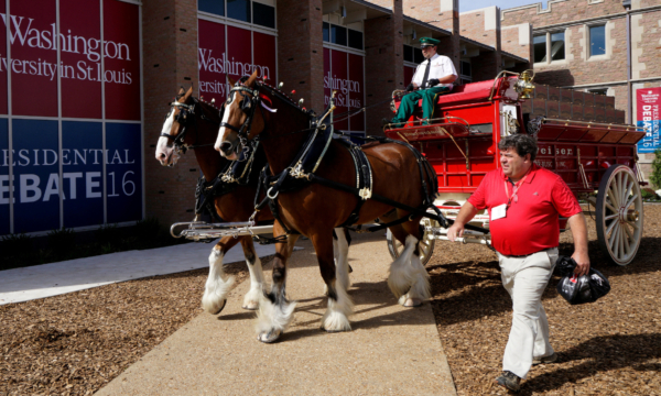 Budweiser Brewing Company Clydesdale horse