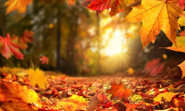 (denisik11/Shutterstock)