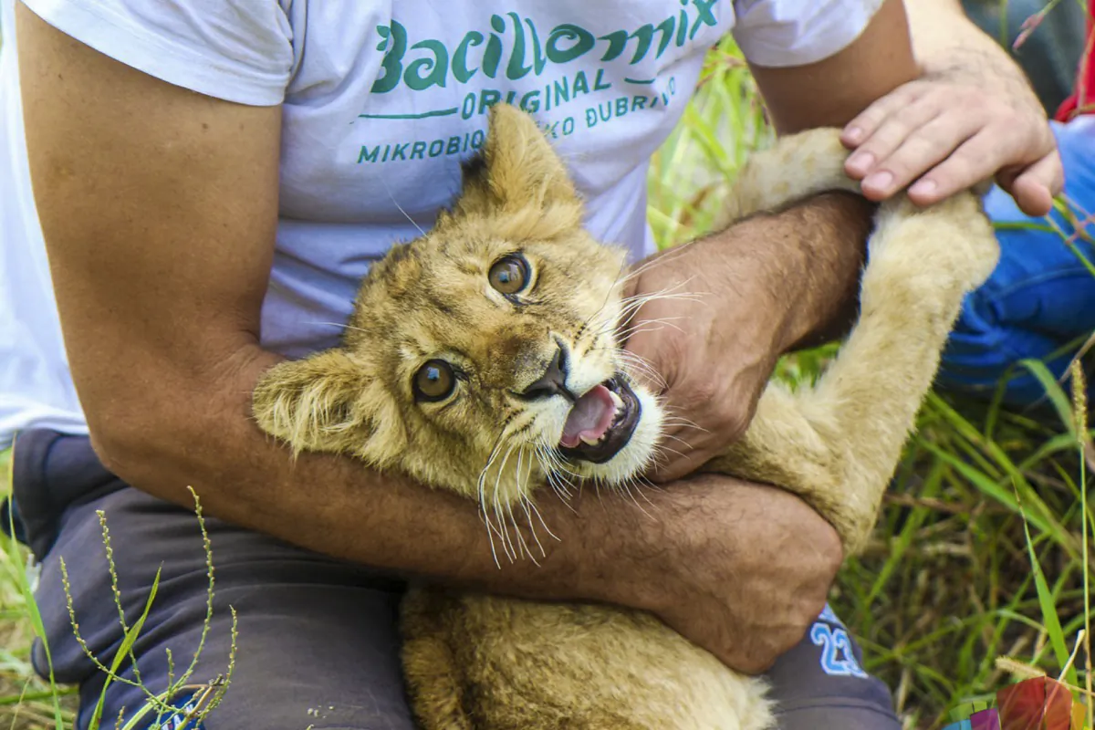 A man holds a months-old lion cub after it was found wandering on a local road near Subotica, Serbia, on Sept. 21, 2023. (www.subotica.com via AP)