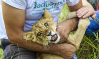 Why Was a Lion Cub Found by a Roadside in Northern Serbia? Police Are Trying to Find Out