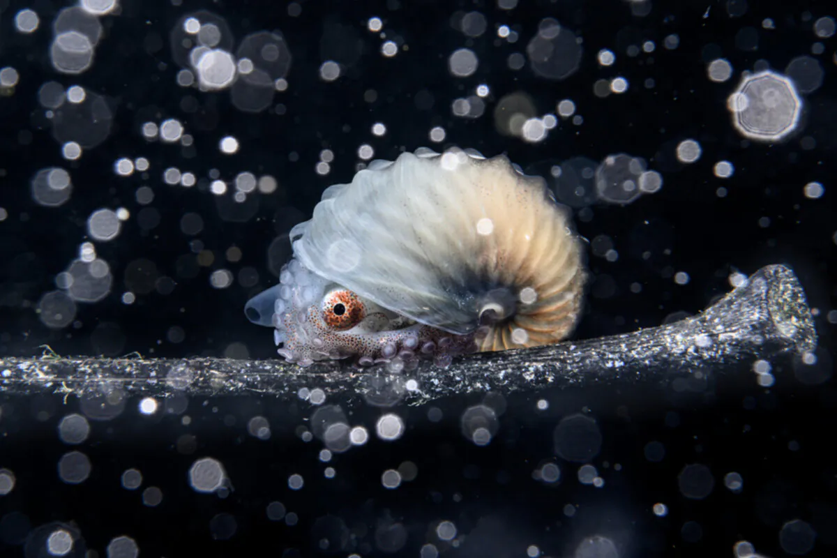 (Courtesy of Ocean Photographer of the Year)