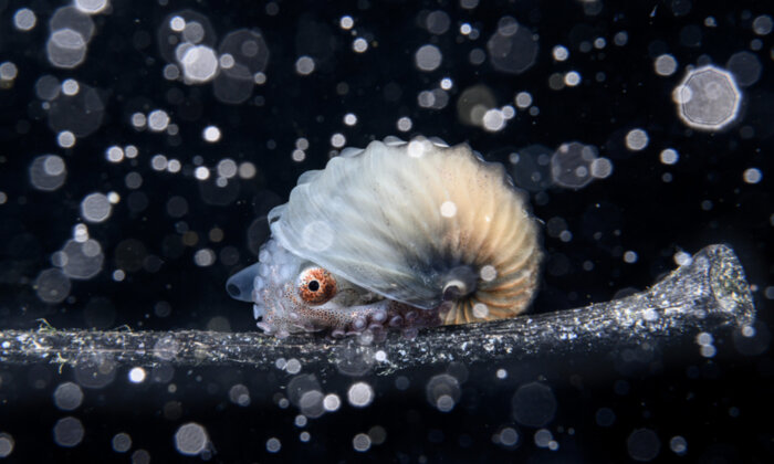 PHOTOS: See the Best of the Ocean’s Breathtaking Beauty From the Winners of ‘Ocean Photographer of the Year 2023’