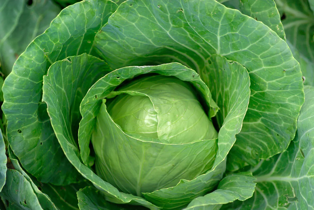 Fall brings out the sweet side of cabbage. (Dreamstime/TNS)