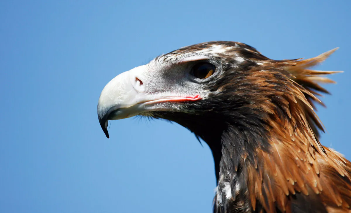 A wedge-tailed eagle, Australia's largest bird of prey. (Mark Kolbe/Getty Images)