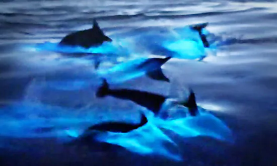 VIDEO: Magical Moment California Dolphins Glow Blue in Bioluminescent Waters