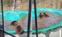 Bear Bunch Visit Family Every Year to Swim in Backyard Pool: ‘She’s Part of the Neighborhood’