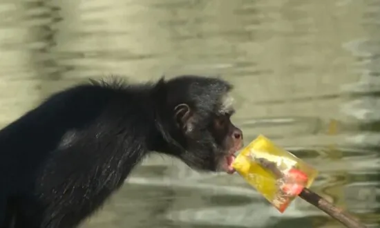 Ice Pops Keep Zoo Animals Cool in Brazil as Weather Heats Up