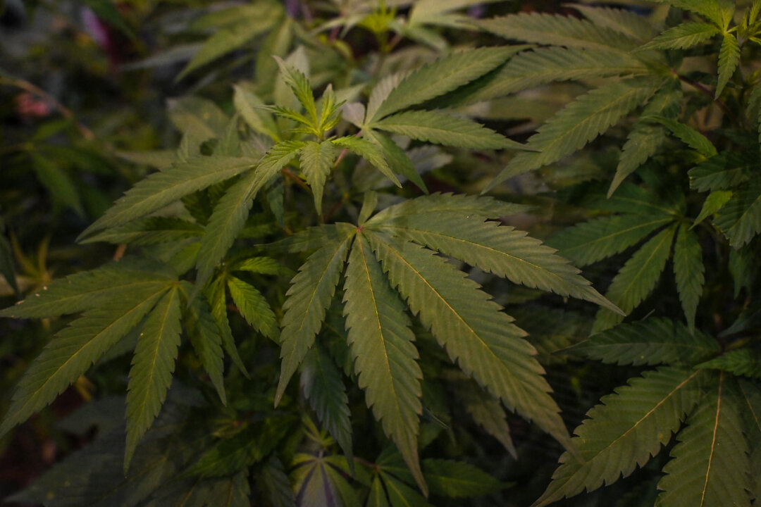 A cannabis plant at the Cannabis Expo Brazil, a hemp and cannabis industry exhibition, in Sao Paulo, Brazil, on Sept. 15, 2023. (Nelson Almeida/AFP via Getty Images)