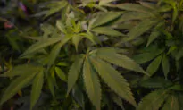 Cannabis Linked Strongly to Heart Issues