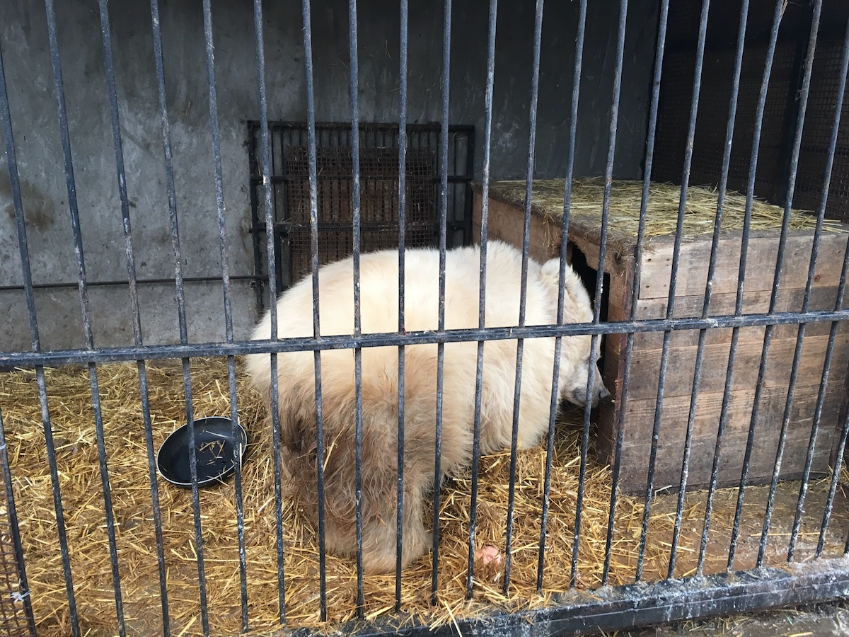 Chada was kept in tiny cage