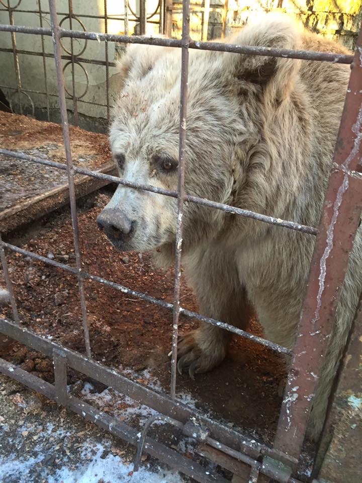 Chada, the elderly circus bear that was rescued and rehabilitated at White Rock Bear shelter.