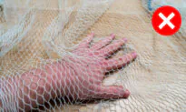 Australian City Cracks Down on Unsafe Fruit Tree Netting