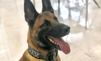 ‘Big Mystery’ Surrounding the Disappearance of a West Virginia Police K9
