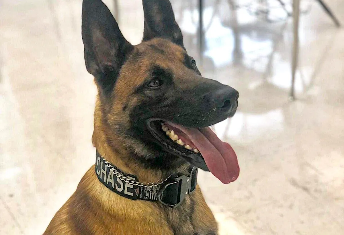 Chapmanville, W.V., K9 Officer "Chase".  (Courtesy of Justice for K9 Officer Chase)