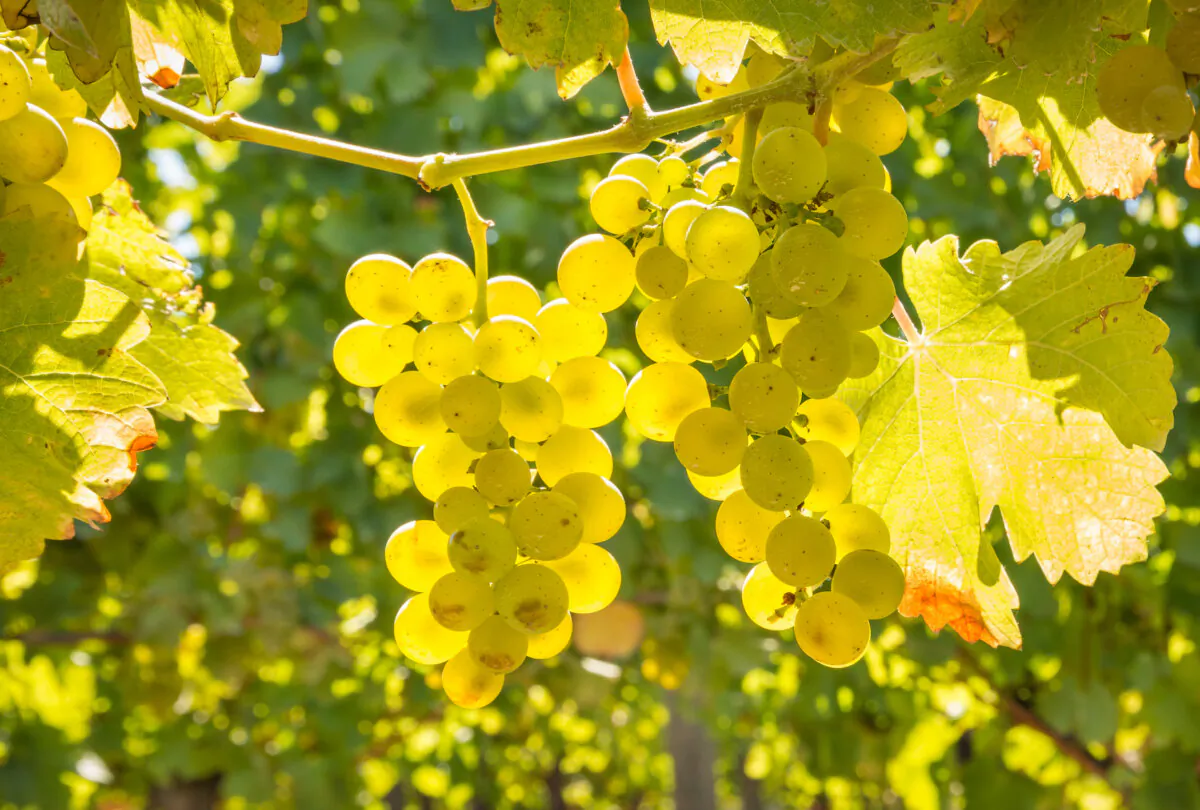 The grape has natural components in its aroma that are distinctive. (patjo/Shutterstock)