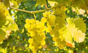 Sauvignon Blanc Is Hot
