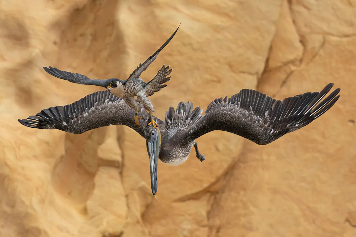 Overall winner and Bird Behavior gold: "Grab the Bull by the Horns" by Jack Zhi (©Jack Zhi/Bird Photographer of the Year)