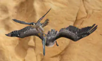 PHOTOS: See the Most Stunning Birds From the Winners of Bird Photographer of the Year 2023