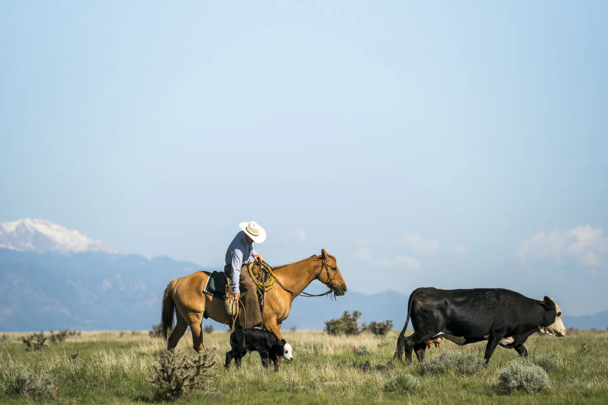 A cowboy
herds cattle at the
Chico Basin Ranch. (Matt Delorme)