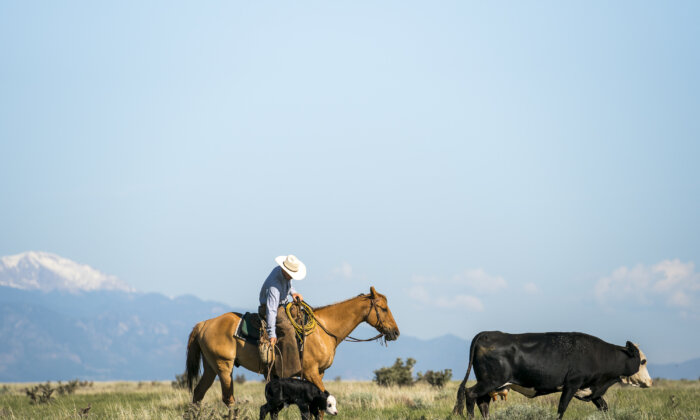 American Company Develops New Model for Ranching to Thrive in 21st Century