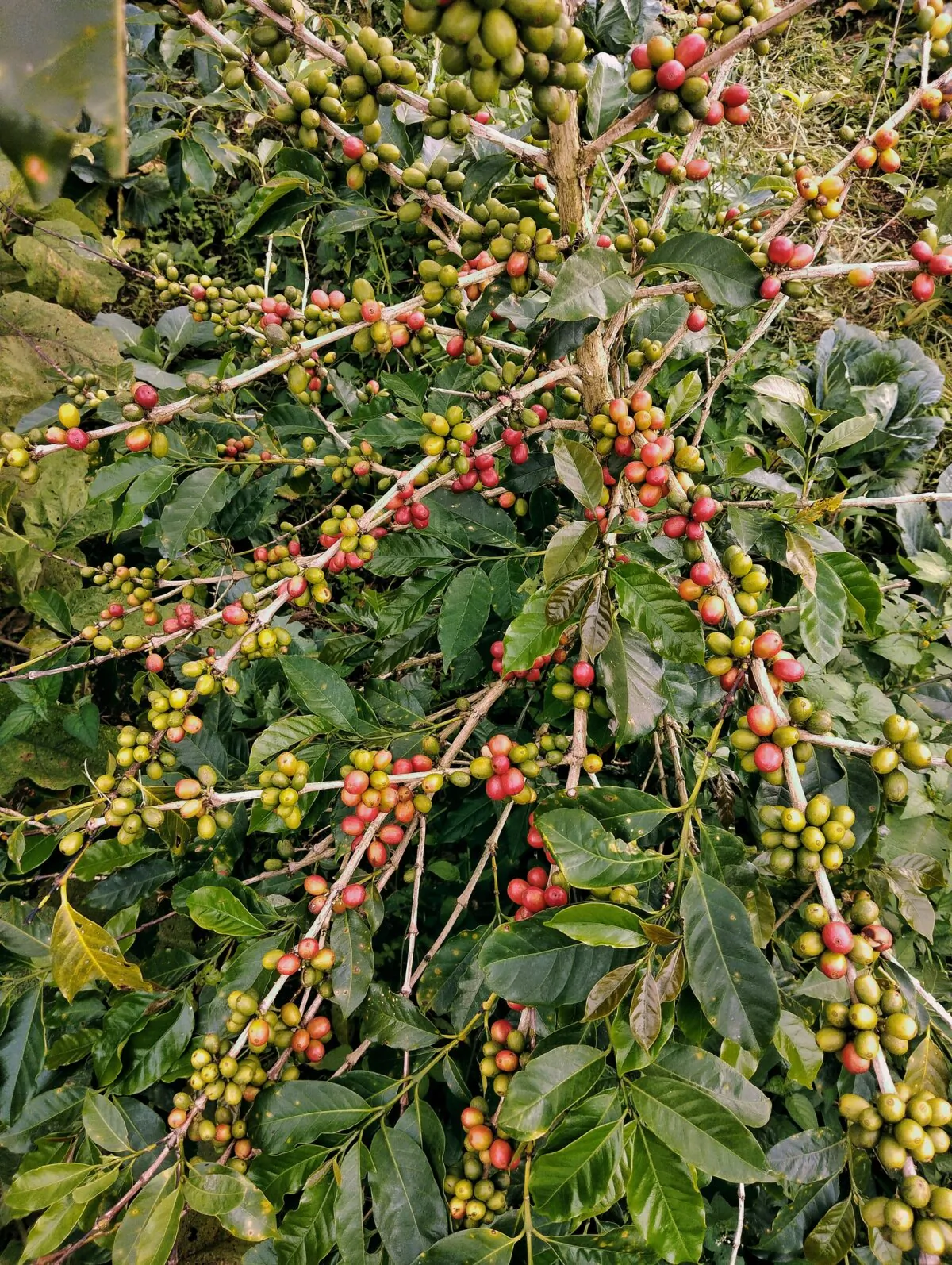 The coffee bean is a seed that originates from a fruit. (Dreamstime/TNS)