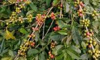 What Is Coffeefruit?