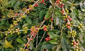 What Is Coffeefruit?