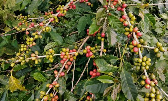 What Is Coffeefruit?