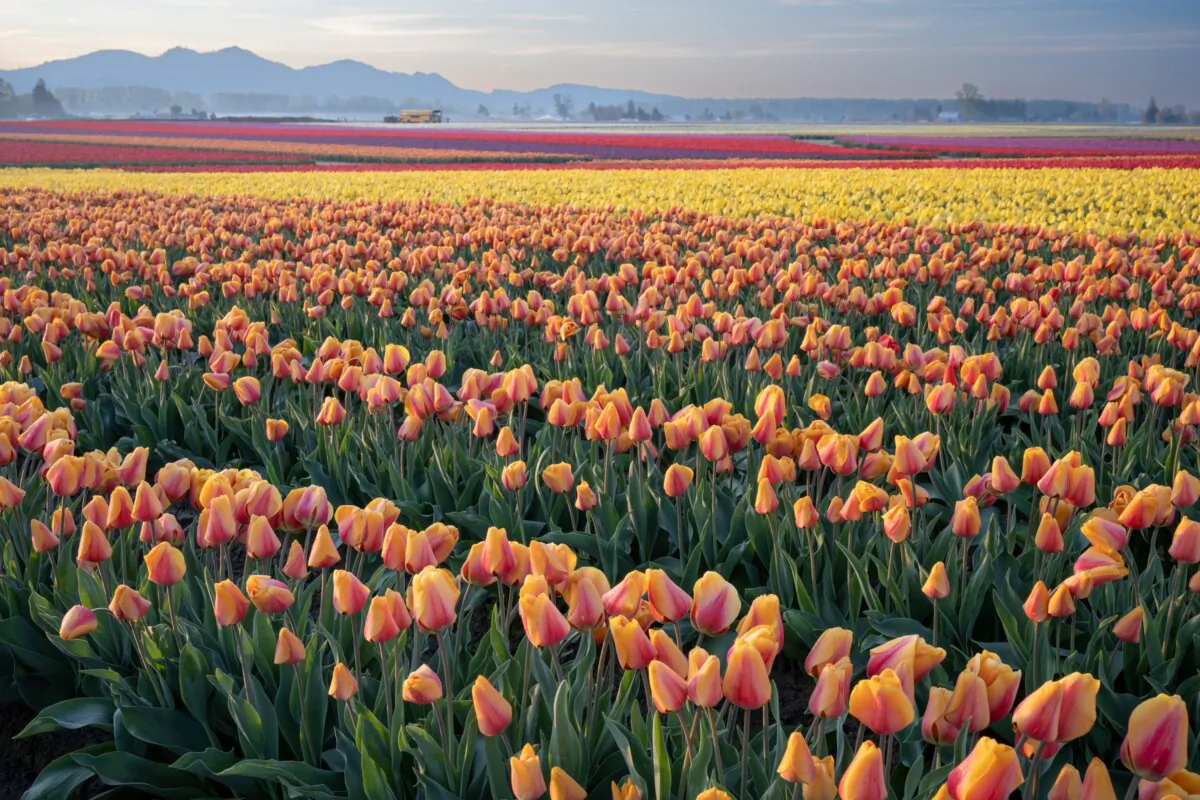 RoozenGaarde, the Roozen family's five-acre display garden, is
but a fraction of the hundreds of acres the family maintains. (Courtesy of RoozenGaarde)