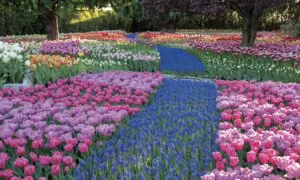 Tulip Time Festival Parade in Holland, Michigan