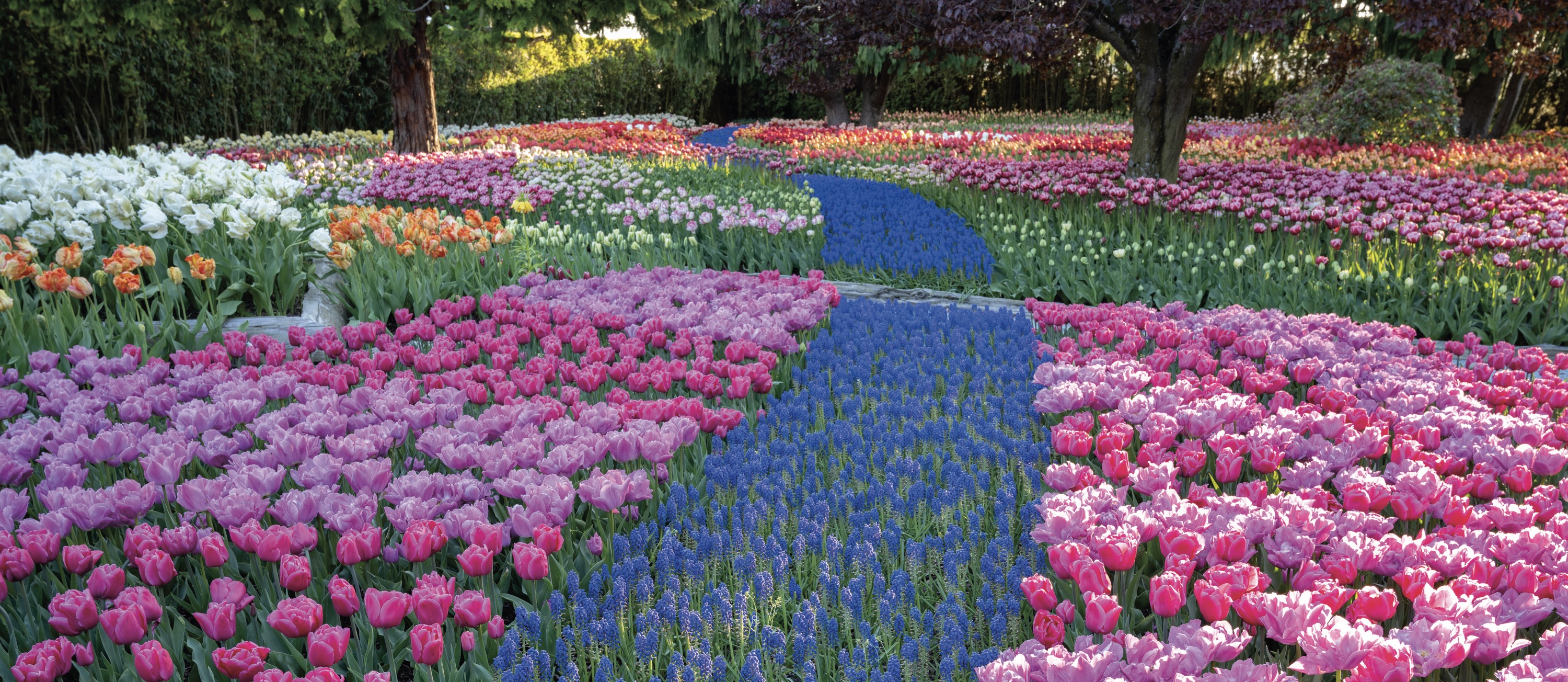 Tulip Festivals Kick Off Across North America