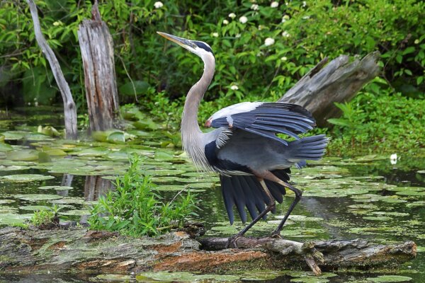 Epoch Times Photo