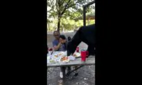 Bear Caught on Video Crashing Family Picnic in Mexico