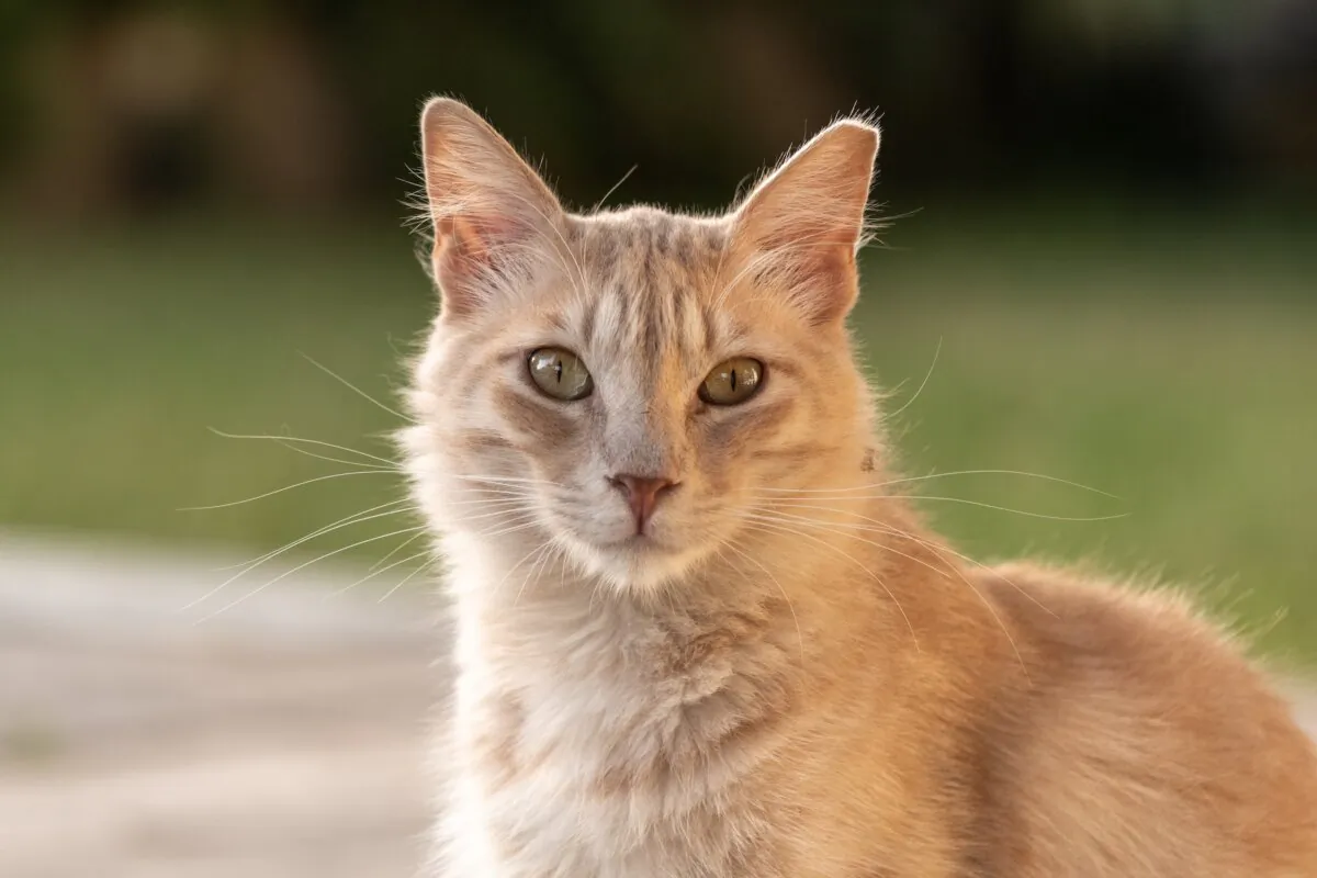 Ear-tipping alerts other volunteers that the cat is sterilized. (Barbarajo/Shutterstock)