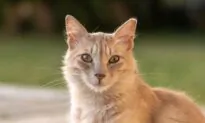 Ear-Tipped Cat Already Sterilized