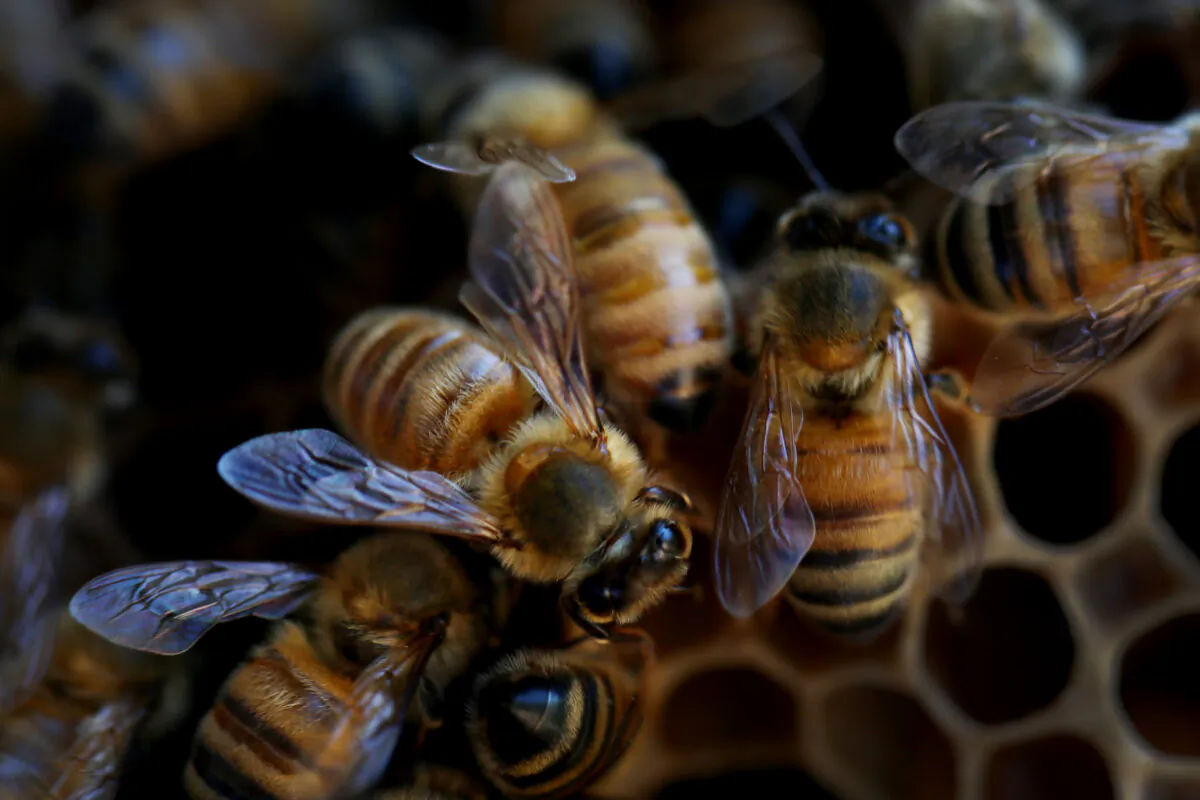 Bees are seen on a honeycomb cell at the BEE Lab hives at The University of Sydney on May 18, 2021 in Sydney, Australia. The BEE Lab researches the behaviour, ecology and evolution of bees combining work in both the lab and the field. Australian bee populations were decimated by the Black Summer bushfires at the end of 2019 and early 2020 with around 2.5 billion bees and 10,000 commercial beehives destroyed in New South Wales and Victoria alone. Increased rainfall over the last year, along with concerted efforts by Australian apiarists has seen bee populations recover in 2021. Australia has an estimated 2,000 species of native bee, along with the European honey bee, which according to the NSW Department of Primary Industries plays an important role in large-scale agricultural pollination services and provide beeswax and honey to the domestic and export market. With bee populations under significant threat globally from extreme climate events, destruction of natural habitat, intensive farming practices, pests and disease, World Bee Day on 20 May aims to increase awareness and highlight the significance of bees and other pollinators to ensure food security, biodiversity and maintain a healthy ecosystem. (Photo by Lisa Maree Williams/Getty Images)