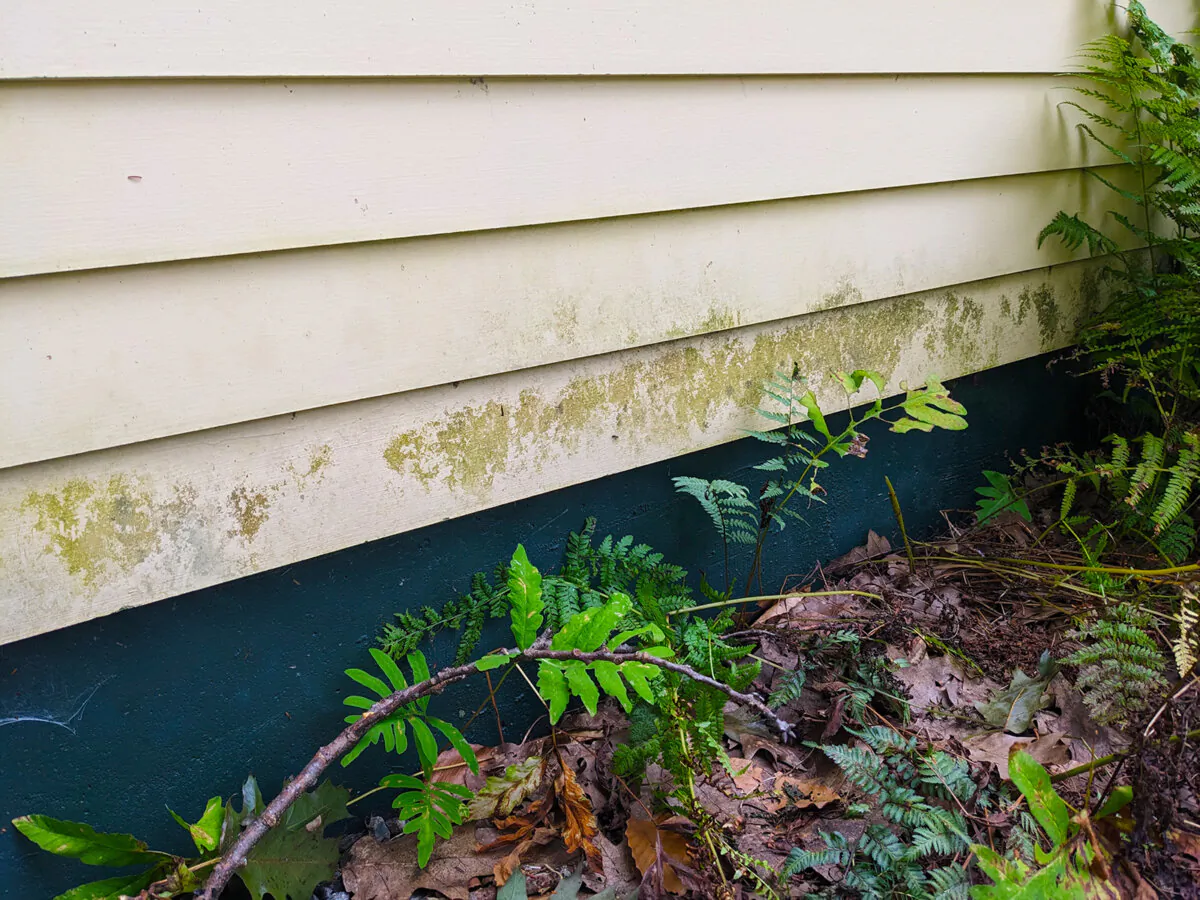 The green stain on the yellow siding is algae here at my own home. (Tim Carter/Tribune Content Agency/TNS)