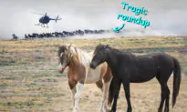 ‘Wild Love Story Written in the Stars’: Woman Reunites Bonded Wild Horses Tragically Separated in Roundup