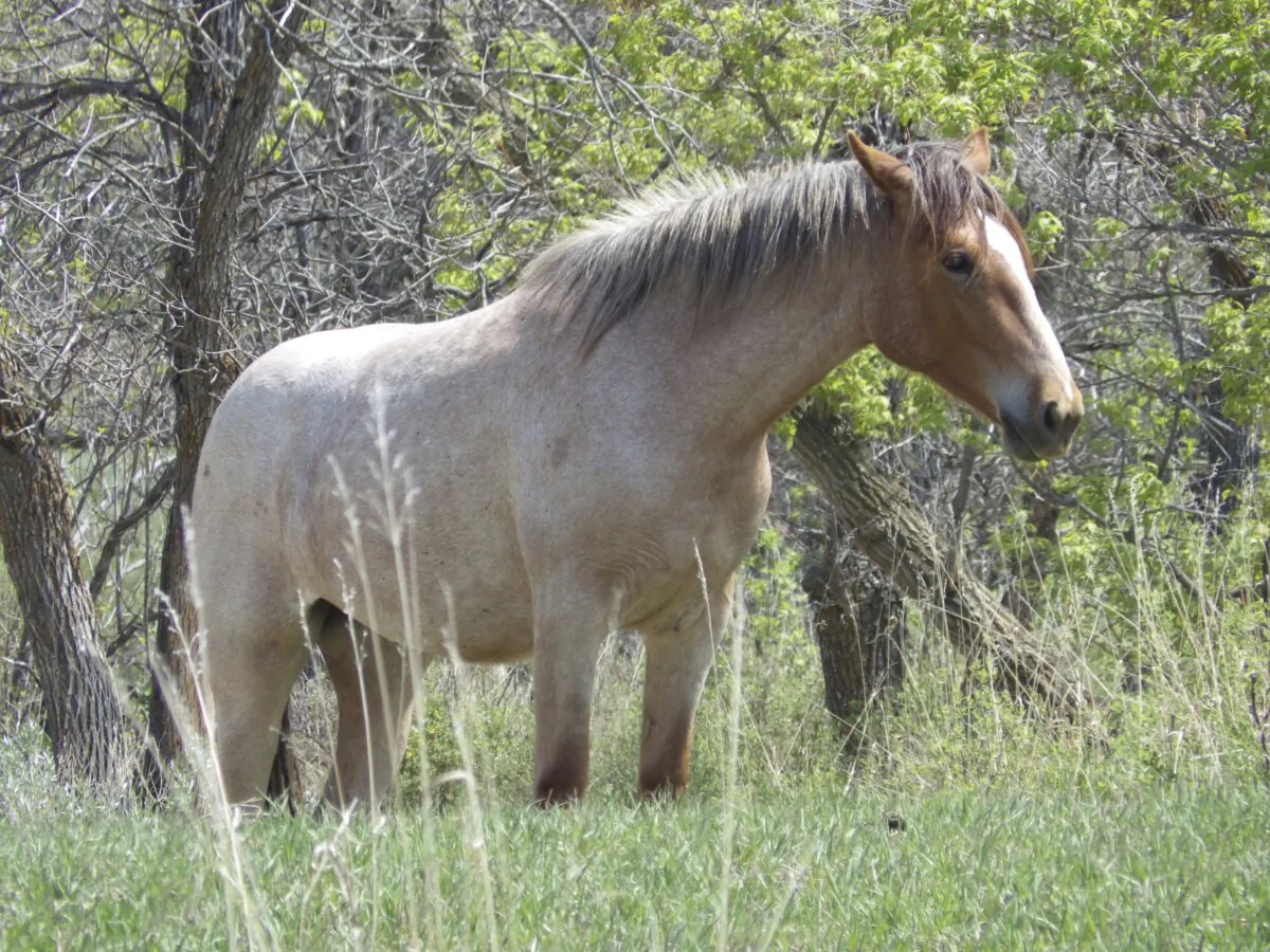 A wild horse stands near Peaceful Valley Ranch in Theodore Roosevelt National Park near Medora, N.D., on May 20, 2023. (Jack Dura/AP Photo)