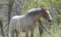 Public to Weigh In on Whether Wild Horses That Roam Theodore Roosevelt National Park Should Stay